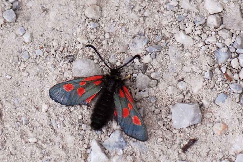 Zygaena a 2000 mt - Zygaena (Zygaena) exulans